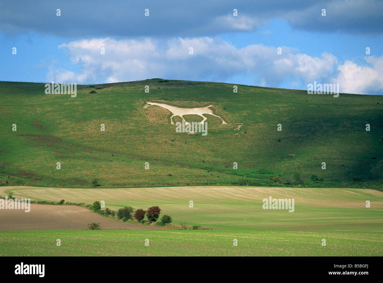 White horse dating from 1812 carved in chalk on Milk Hill, Marlborough Downs, overlooking Vale of Pewsey, Wiltshire, England Stock Photo