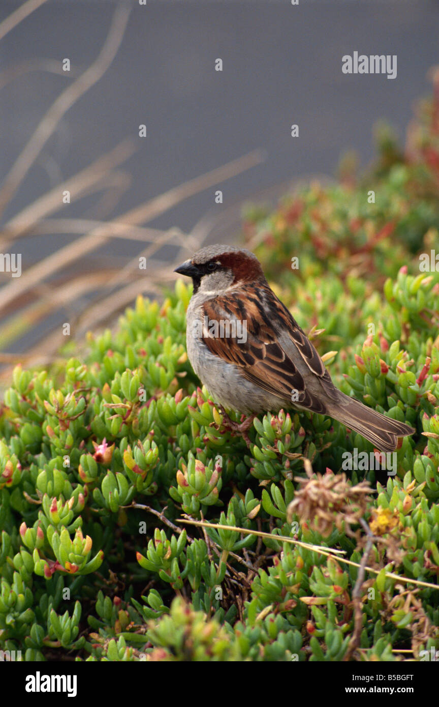 House sparrow St Mary s Isles of Scilly United Kingdom Europe Stock Photo