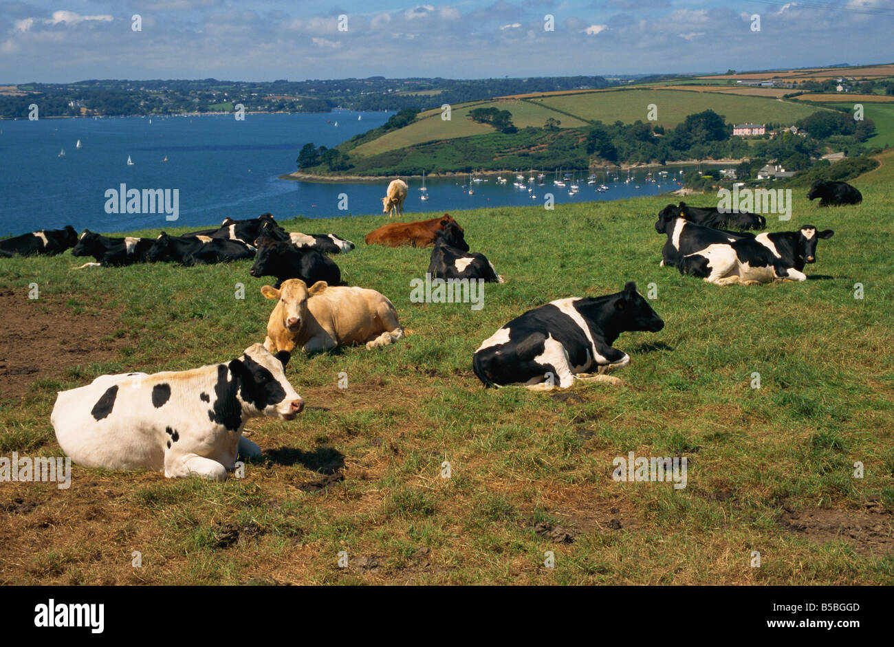 Dairy cows Roseland Peninsula Cornwall England United Kingdom Europe Stock Photo