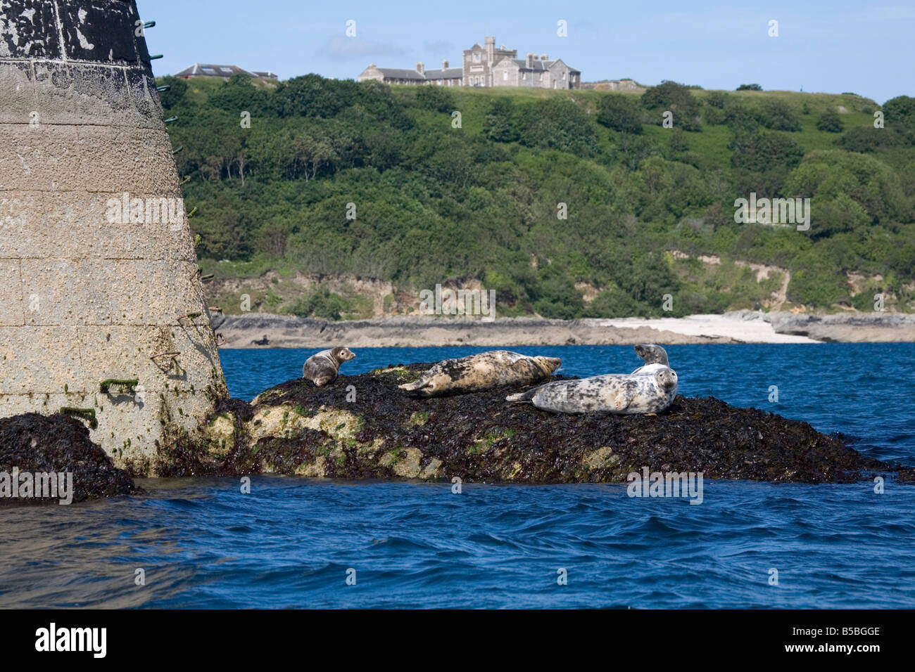 grey seals Halichoerus grypus black rock cornwall Stock Photo