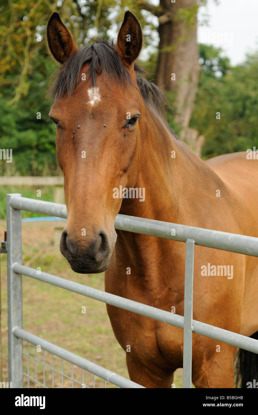 Horse head looking over gate Stock Photo Alamy