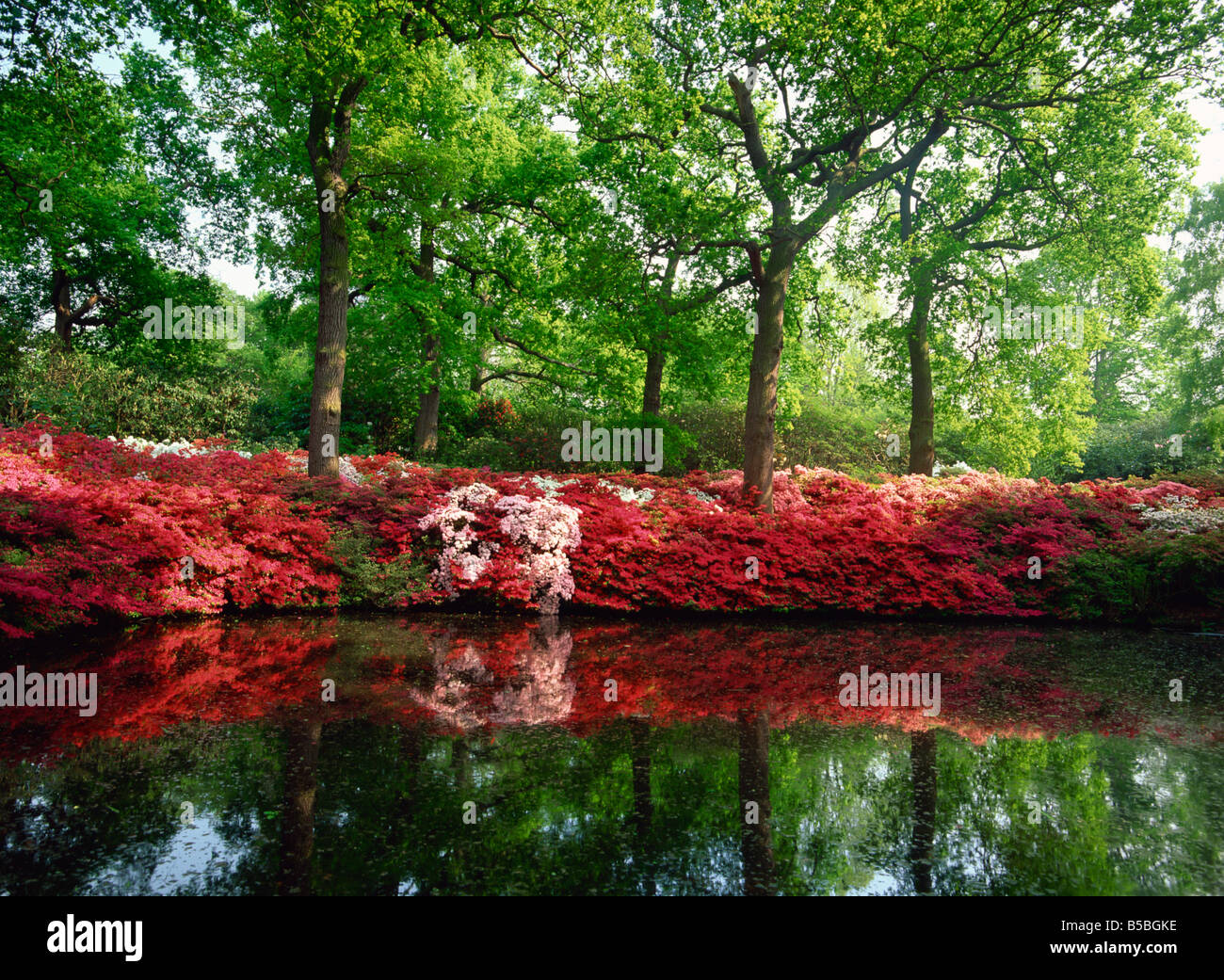 Azaleas The Isabella Plantation Richmond Park London England United Kingdom Europe Stock Photo