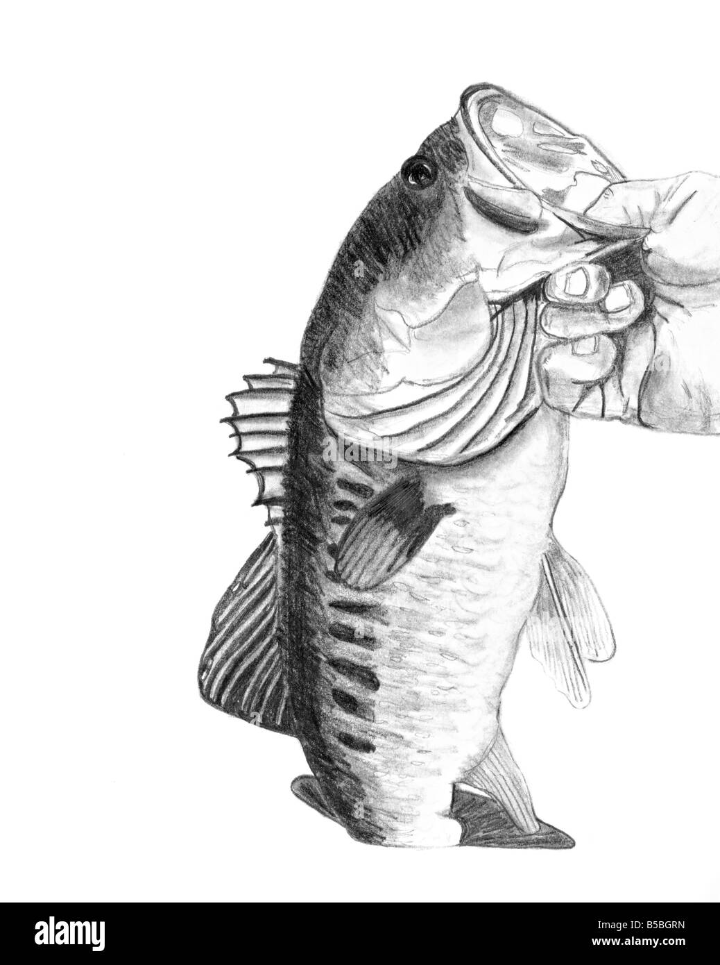 Sardine Fish Drawing Sardine Fish Pencil Drawing Vintage Generative Ai  Stock Illustration  Illustration of drawing engraving 280966254