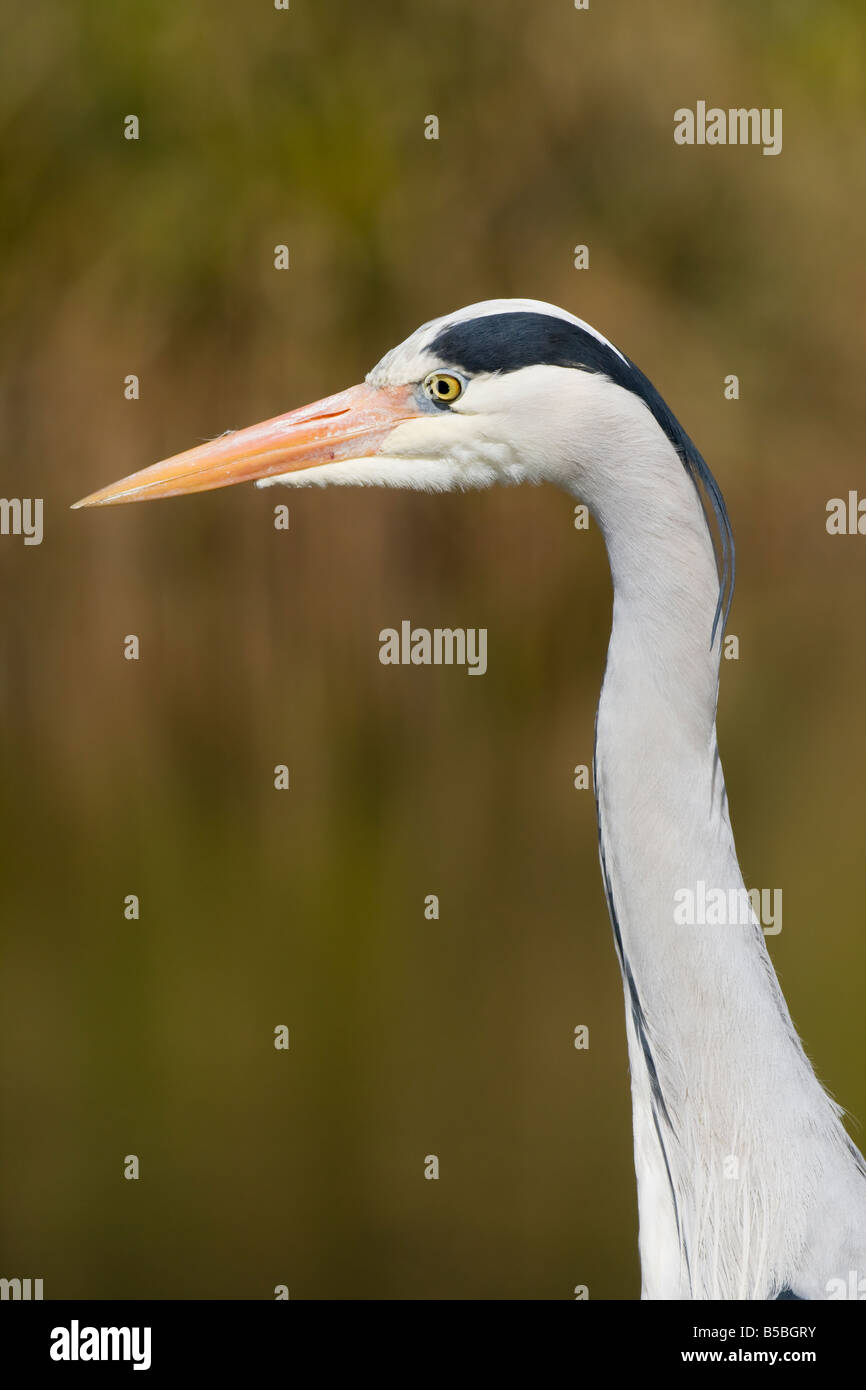 Adult Grey Heron Ardea cinerea close up of head and neck standing patiently watching for prey in Worcestershire. Stock Photo