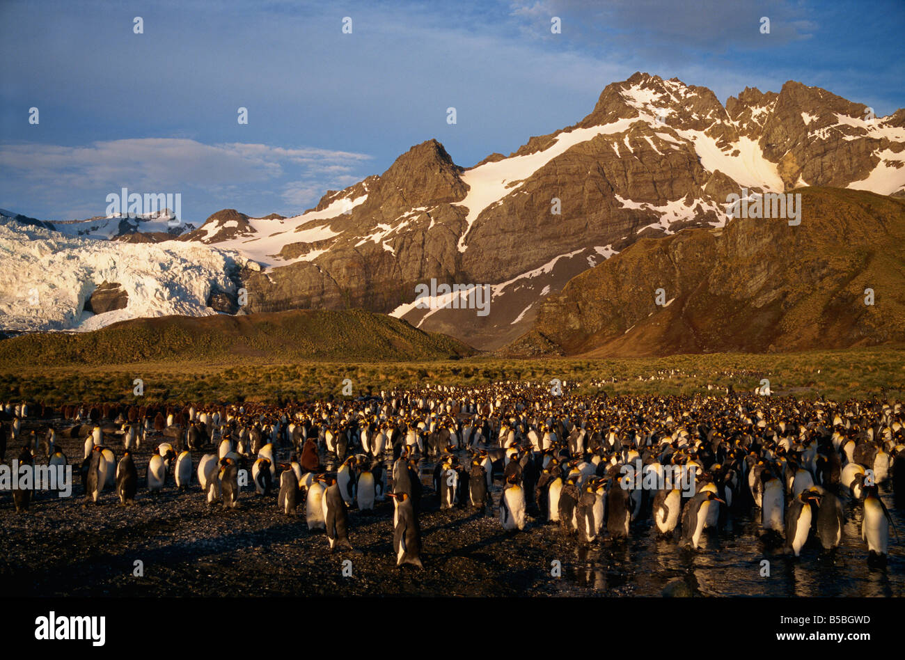 King penguin rookery South Georgia Polar Regions Stock Photo