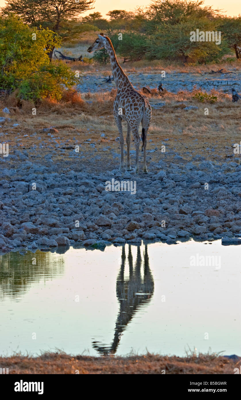A Giraffe (Giraffa camelopardalis) in Etosha National Park, Namibia Stock Photo