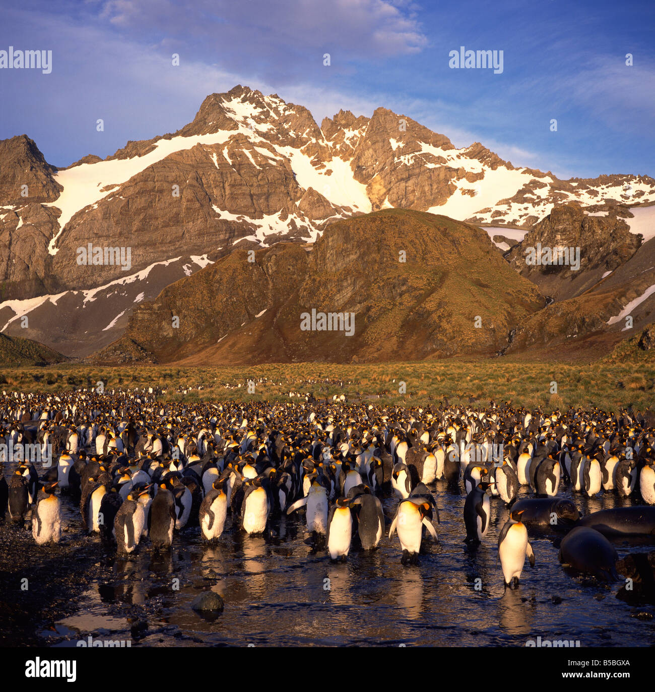 King penguins South Georgia South Atlantic Polar Regions Stock Photo