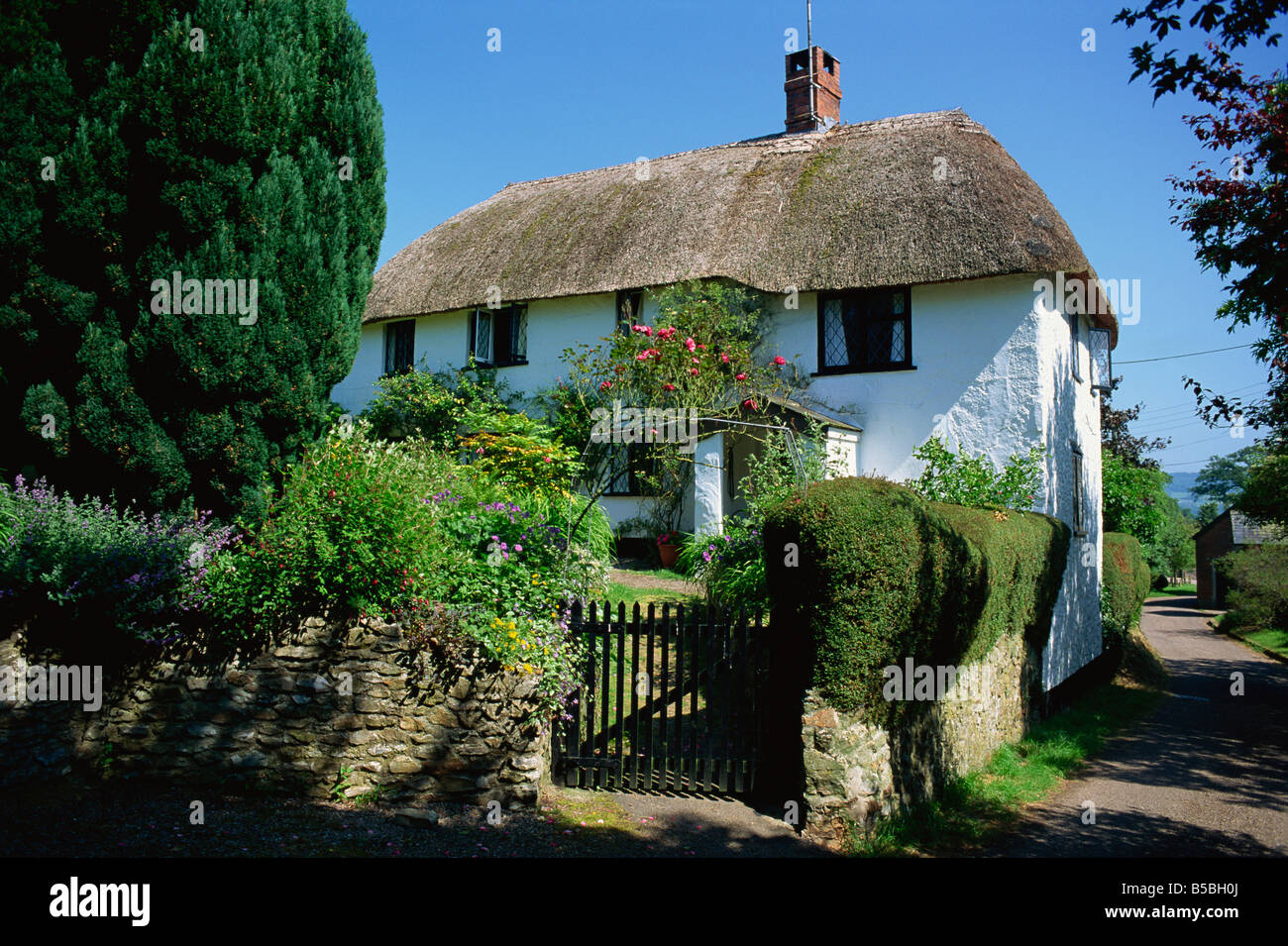 Thatched cottage garden and lane Gittisham Devon England United Kingdom Europe Stock Photo