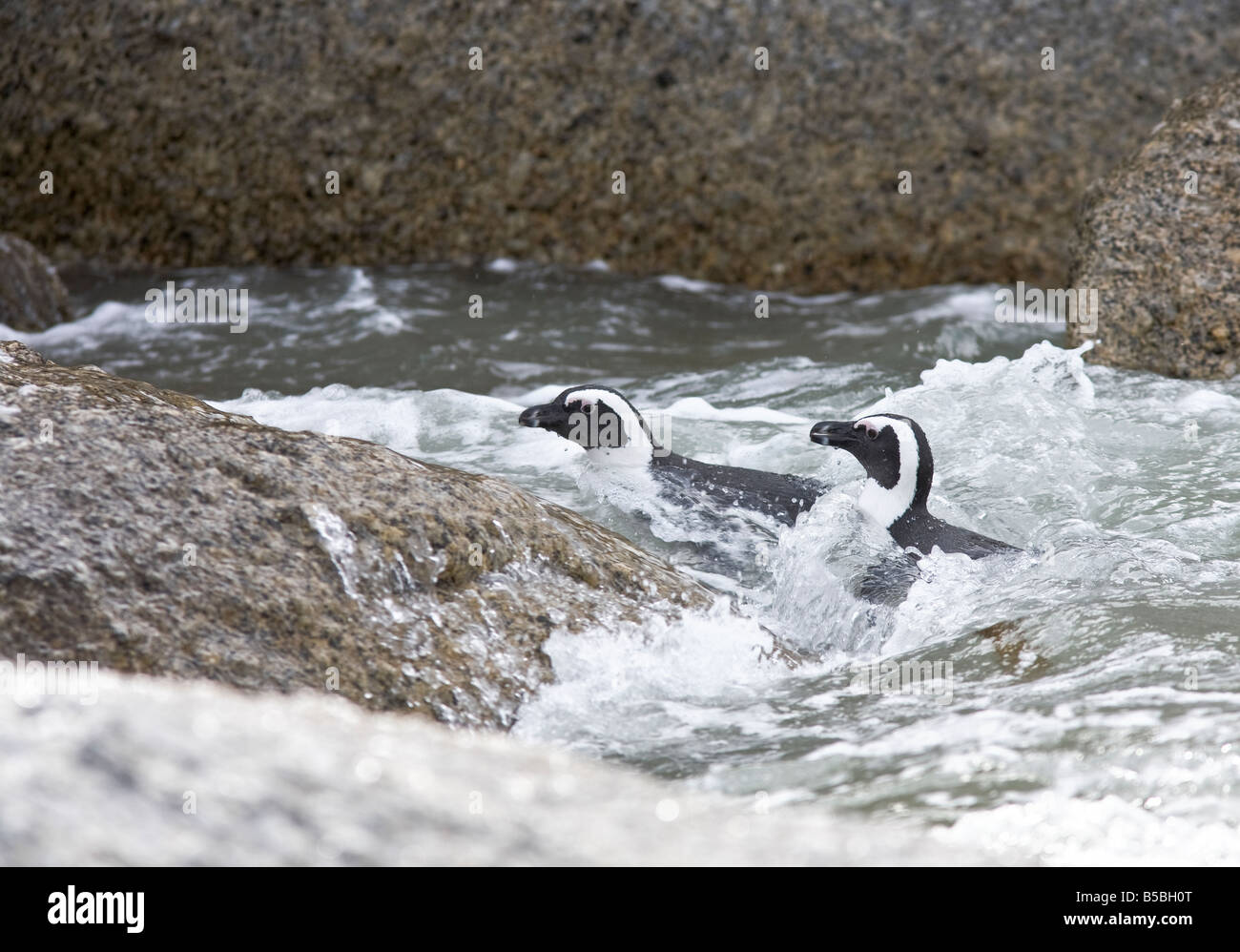 African penguin endangered species hi-res stock photography and images