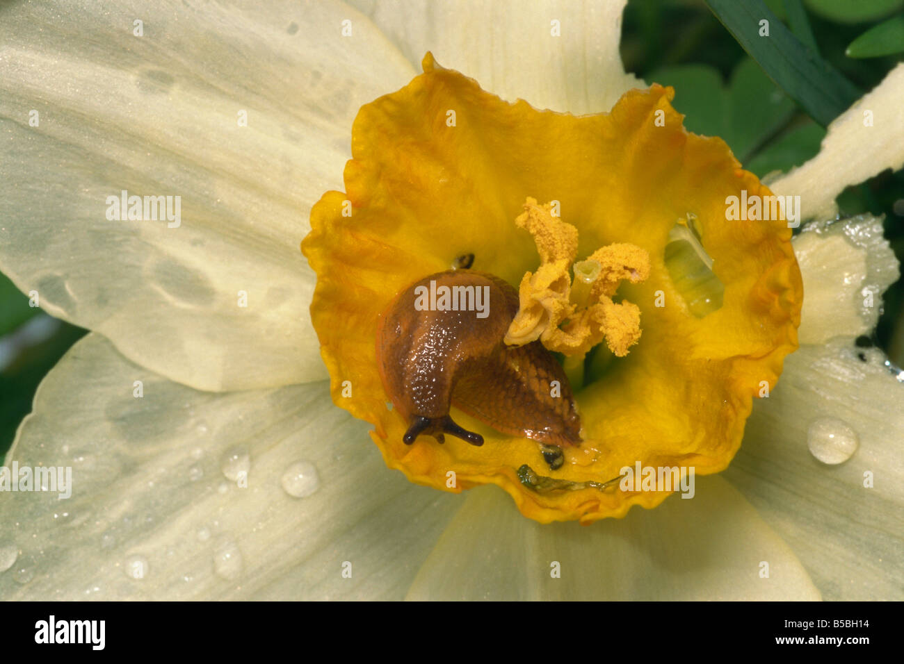 Garden slug Arion hortensis devastating daffodil flower Devon England
