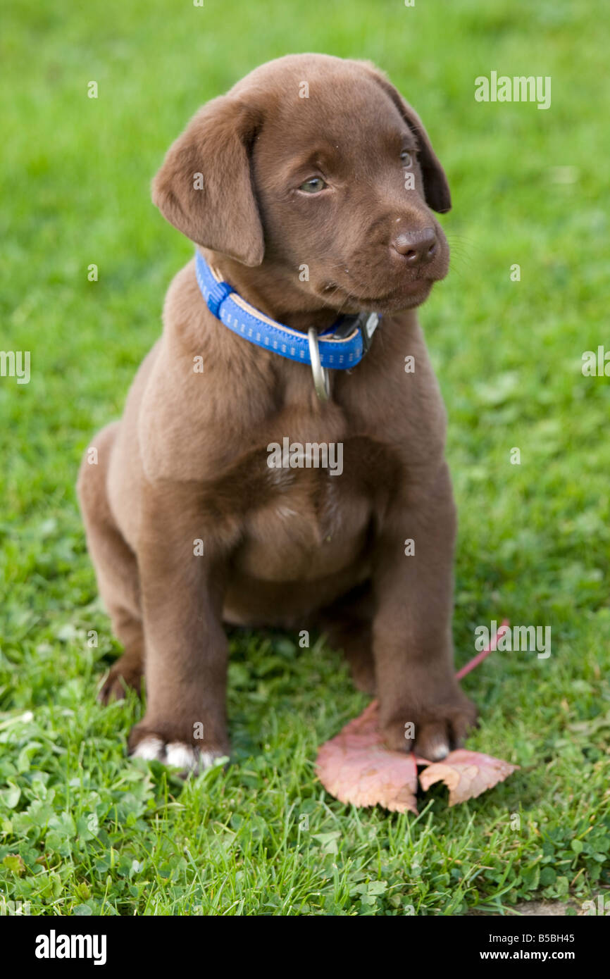 Young chocolate coloured labrador puppy Bewdley Worcs UK Stock Photo