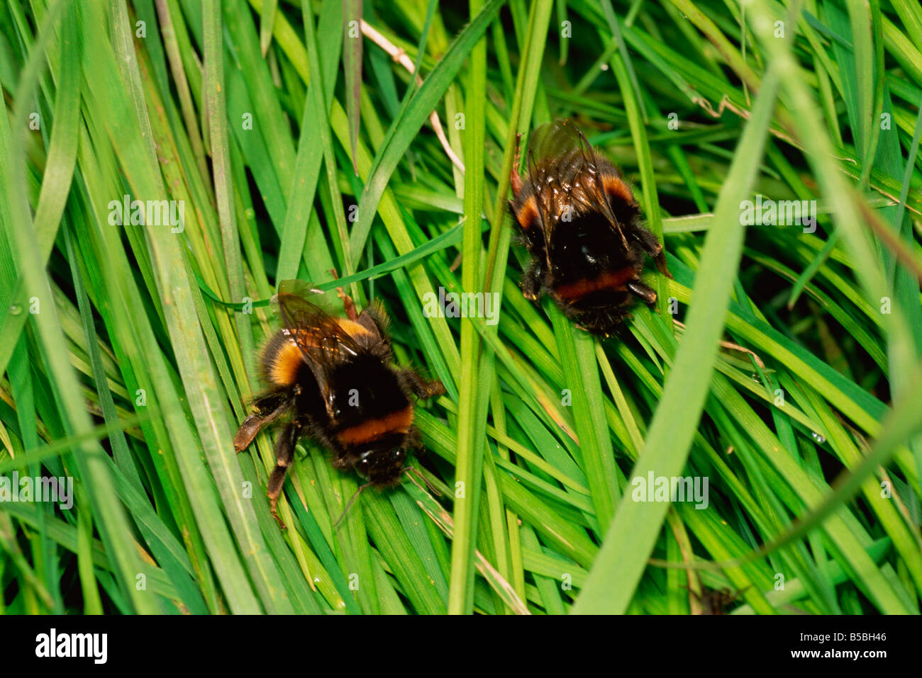 Two young queen bumble bees Bombus terrestris sparring United Kingdom Europe Stock Photo