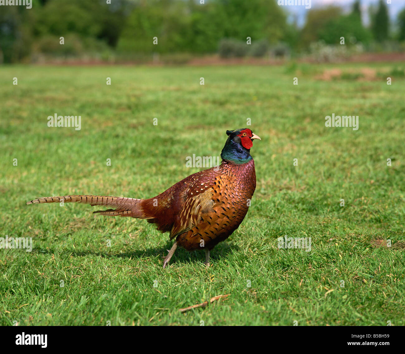 Male pheasant United Kingdom Europe Stock Photo
