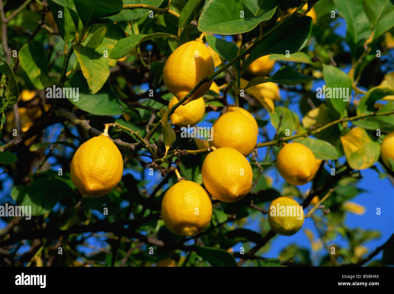 Spain andalucia lemon tree hires stock photography and images Alamy