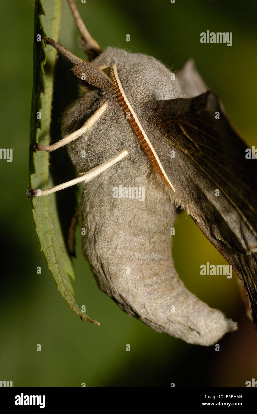 Poplar Hawk Moth Stock Photo - Alamy