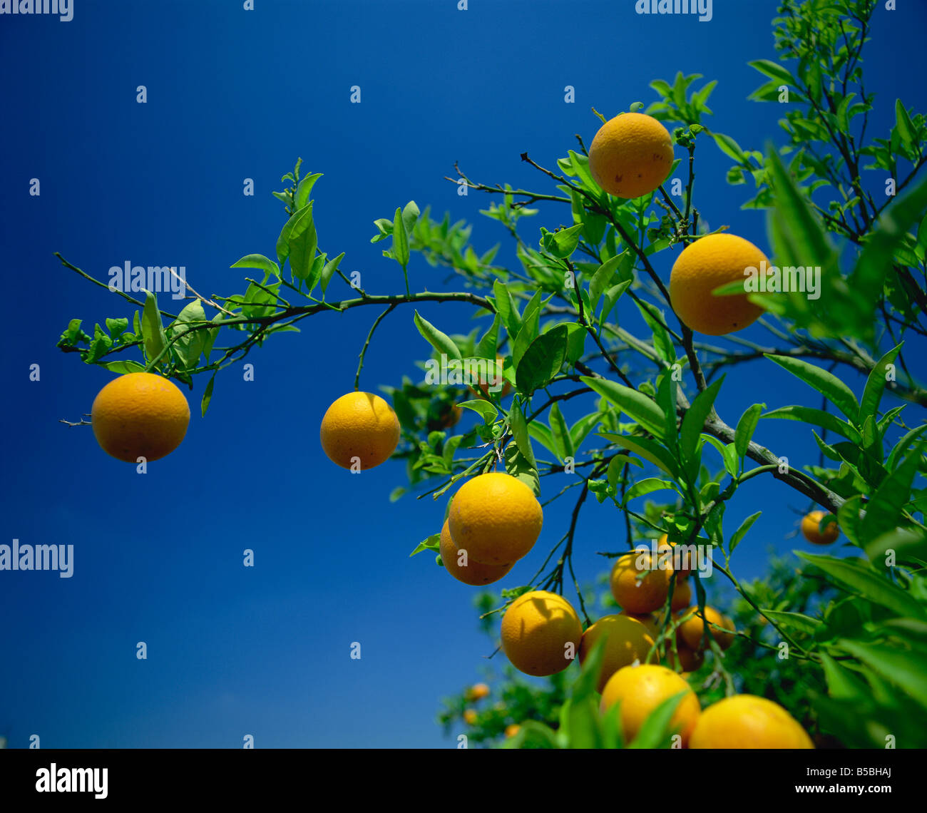 Valencia orange tree hi-res stock photography and images - Alamy