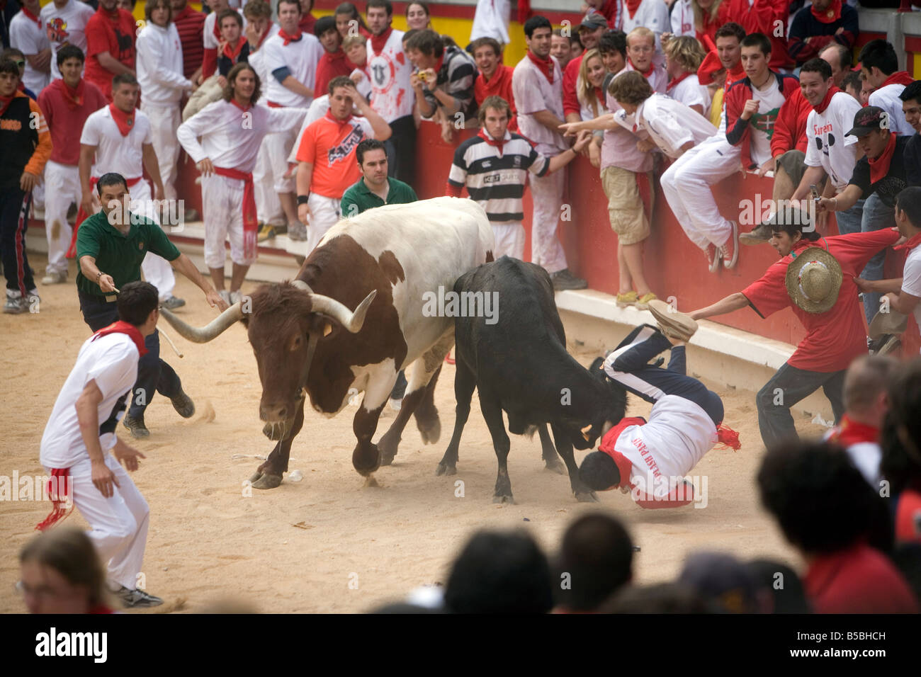 Running of the bulls, San Fermin festival, Plaza de Toros, Pamplona, Navarra, Euskadi, Spain, Europe Stock Photo