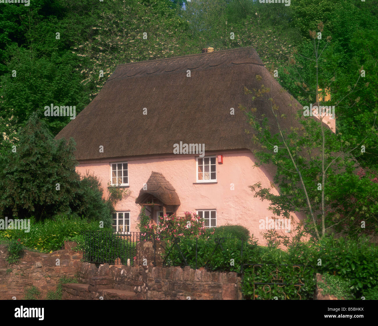 Pink washed thatched cottage at Widecombe near Torquay Devon England United Kingdom Europe Stock Photo