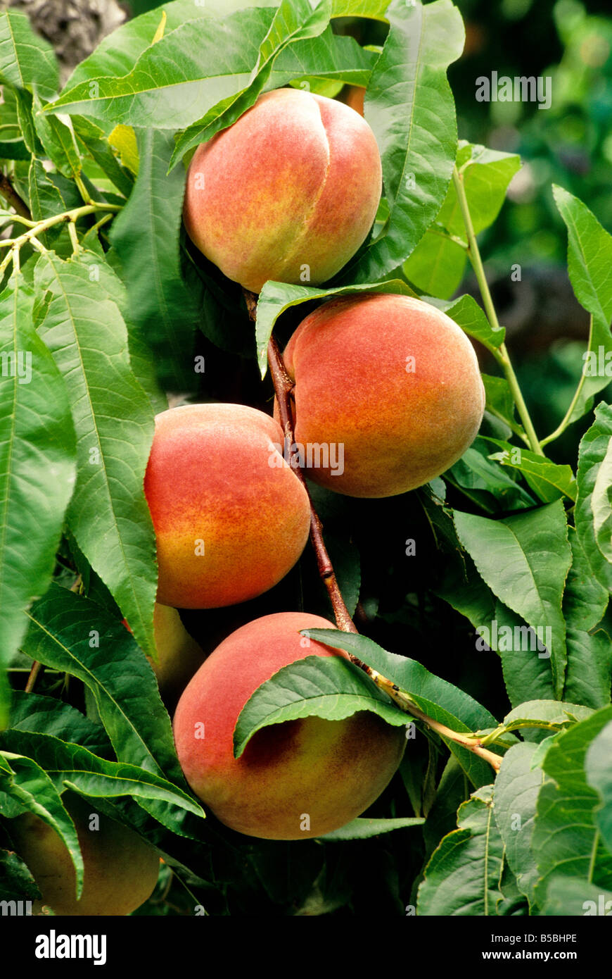 Mature peaches 'Sugar Lady' on branch Stock Photo Alamy