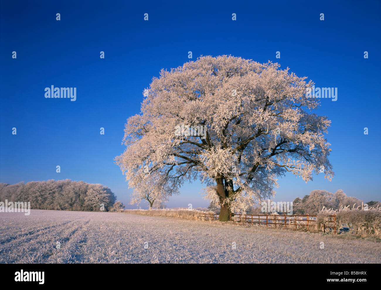 Frosted tree in rural winter scene Leicestershire England United Kingdom Europe Stock Photo