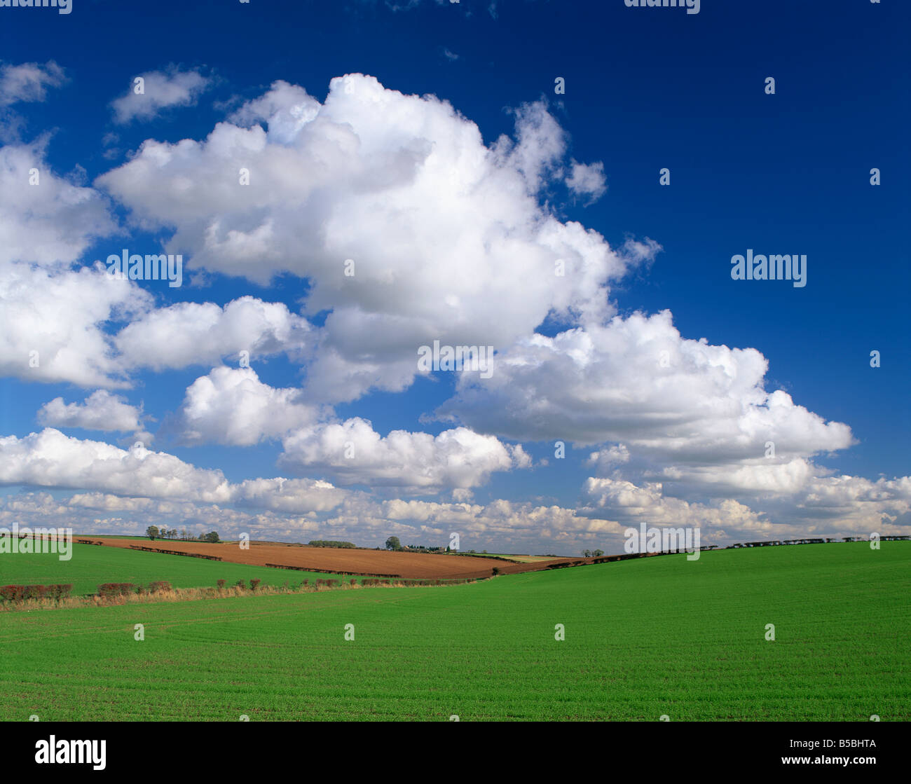 Agricultural landscape of fields and blue sky with white clouds in Lincolnshire England United Kingdom Europe Stock Photo