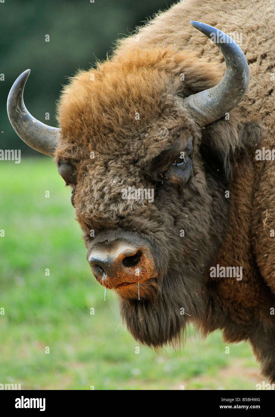 Bison bonasus hires stock photography and images Alamy