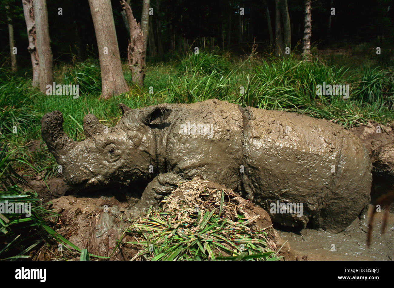 Male Torgamba, hairy rhino (Sumatran rhino), in captive breeding programme, Port Lympne Zoo, Kent, England Stock Photo