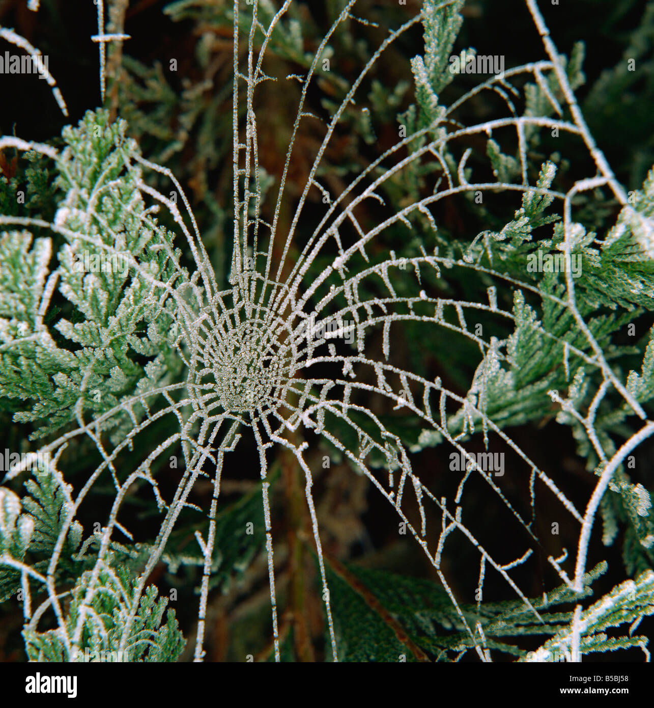 Frost on spider web hires stock photography and images Alamy