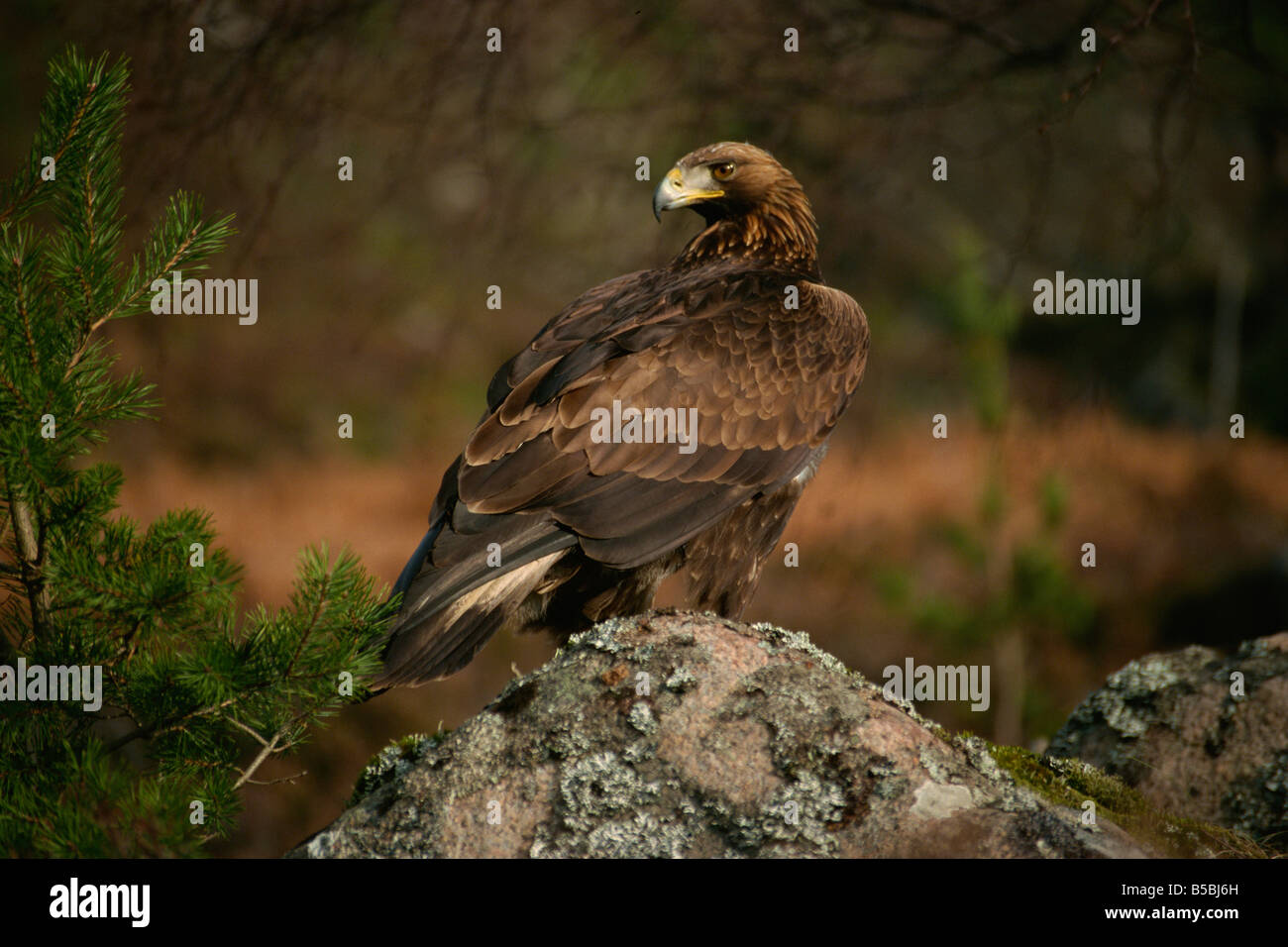 Golden eagle, Highlands, Scotland, Europe Stock Photo