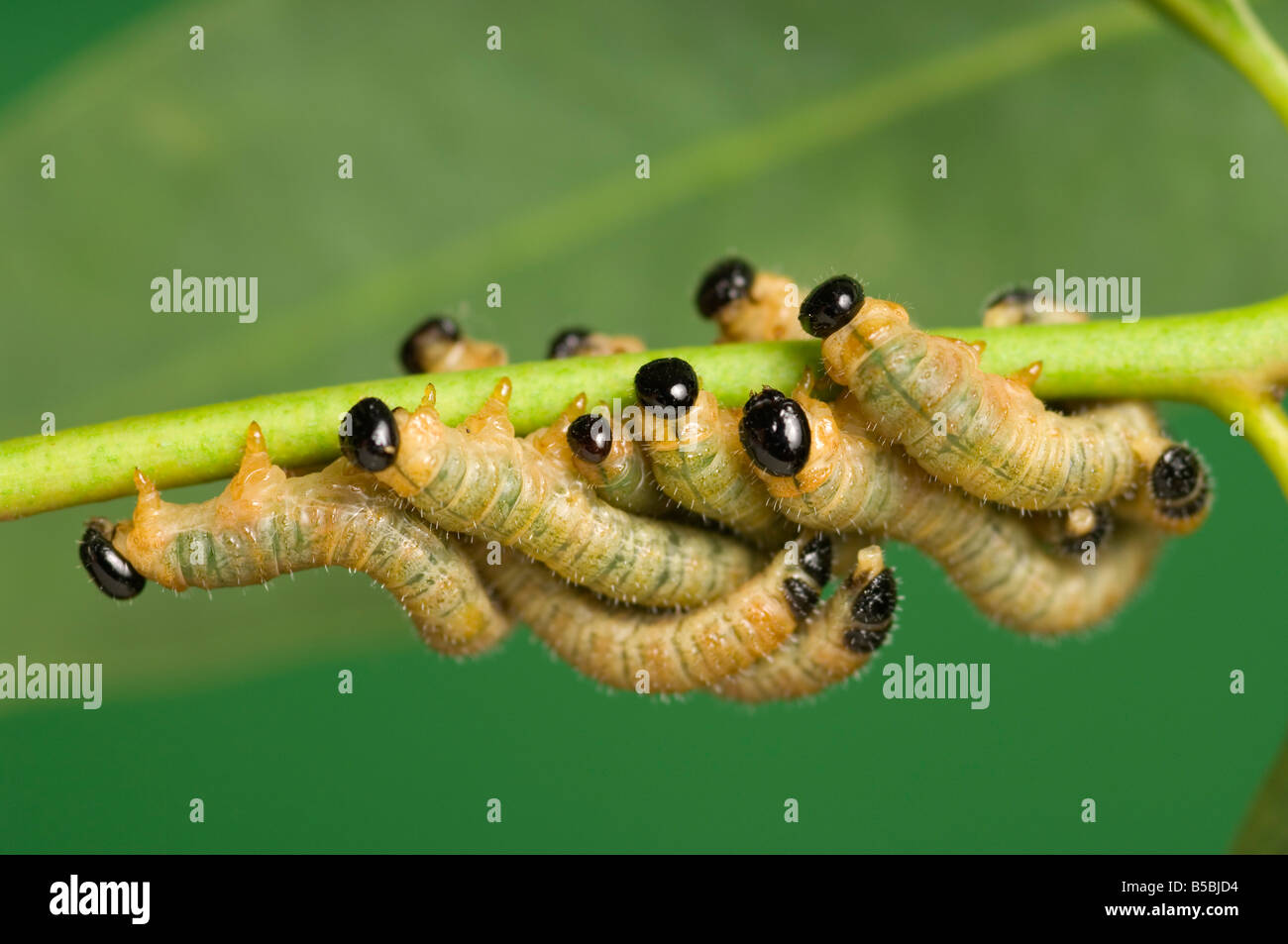 Australian native sawfly larva Stock Photo