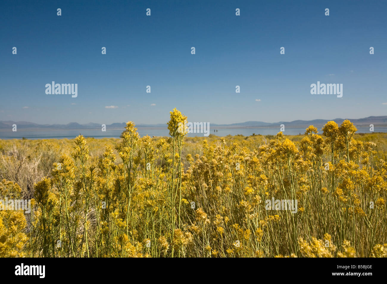 Wildflowers around Mono Lake, Lee Vining, California, USA Stock Photo