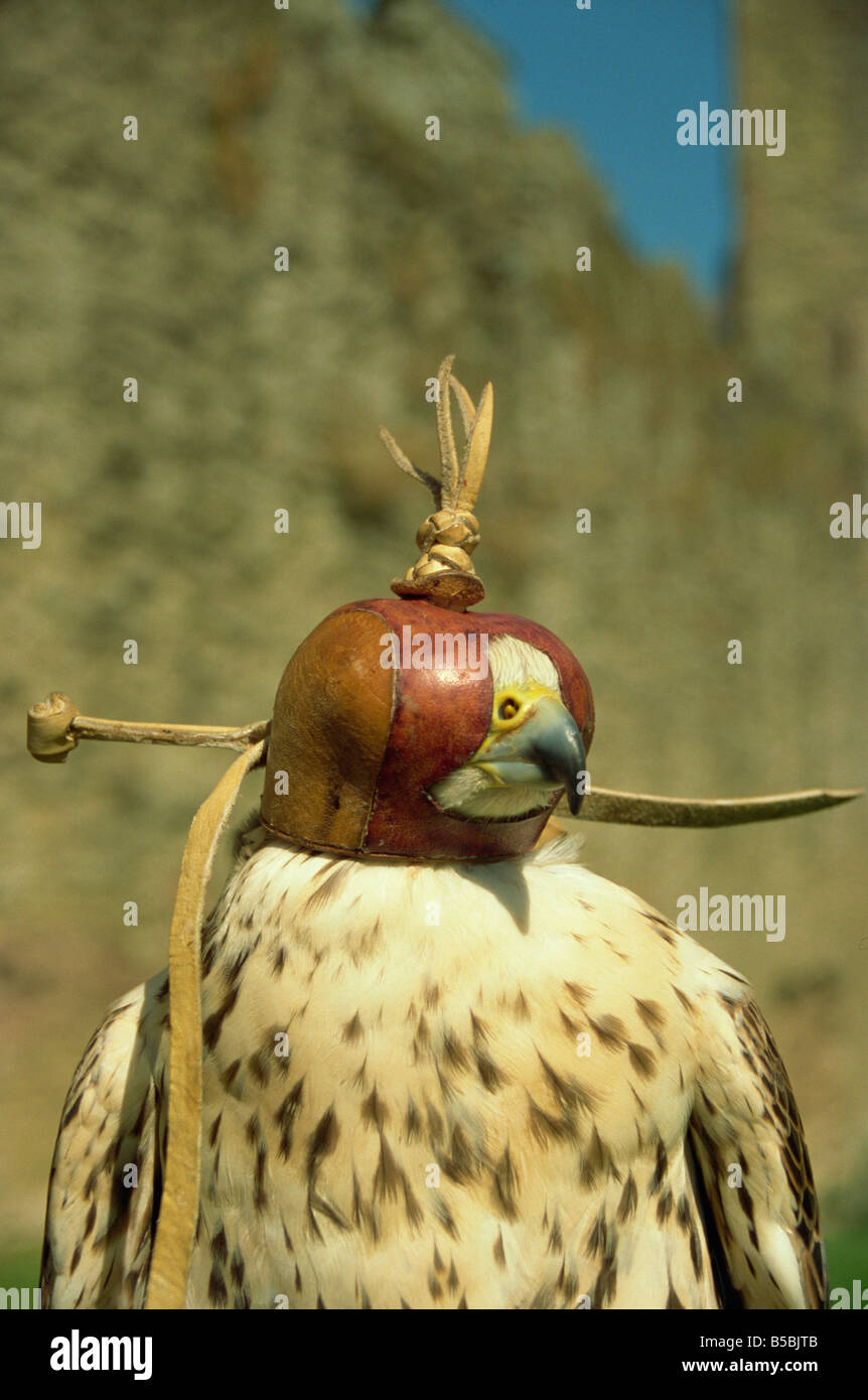 Head of hooded Saker falcon, Ludlow Castle, Shropshire, England, Europe Stock Photo