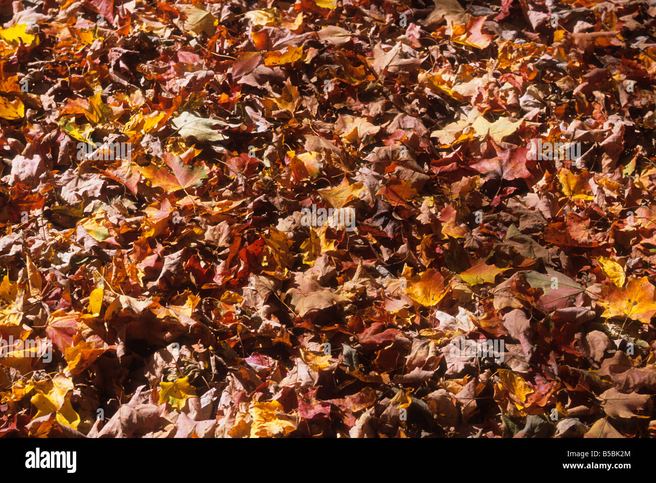 New england environment hi-res stock photography and images - Alamy