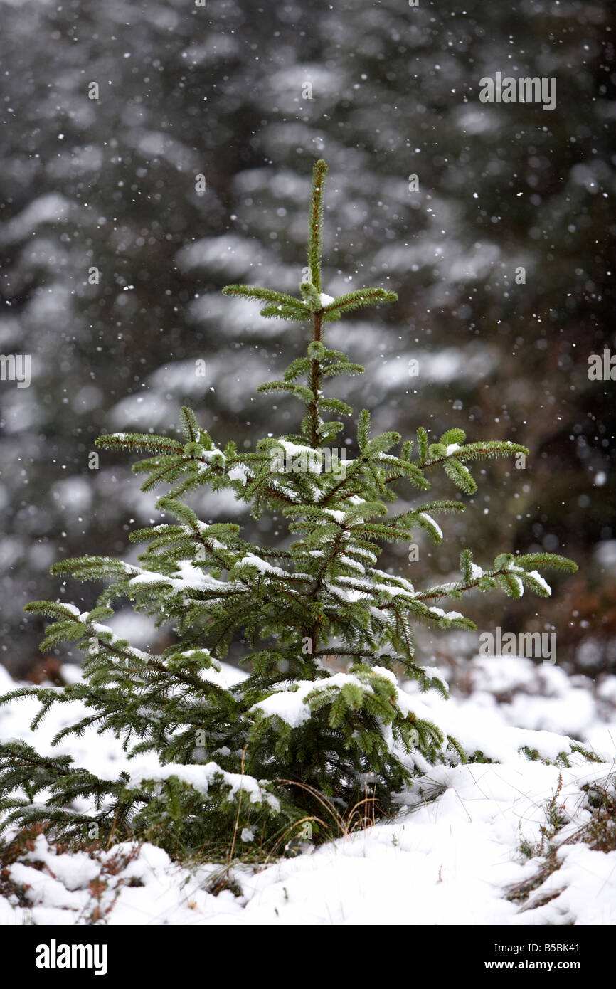 snow falling on young sapling evergreen conifer pine trees in a forest