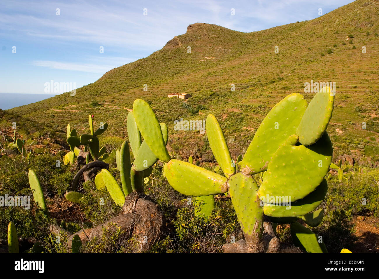 El Roque and succulent vegetation, Arona, south west Tenerife interior, Canary Islands, Spain, Europe Stock Photo