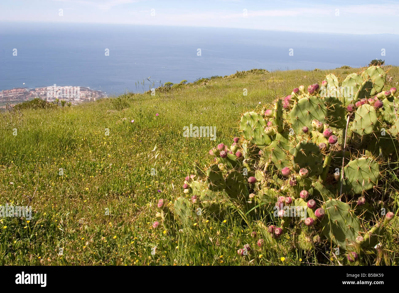 El Roque and succulent vegetation, Arona, south west Tenerife interior, Canary Islands, Spain, Atlantic Stock Photo