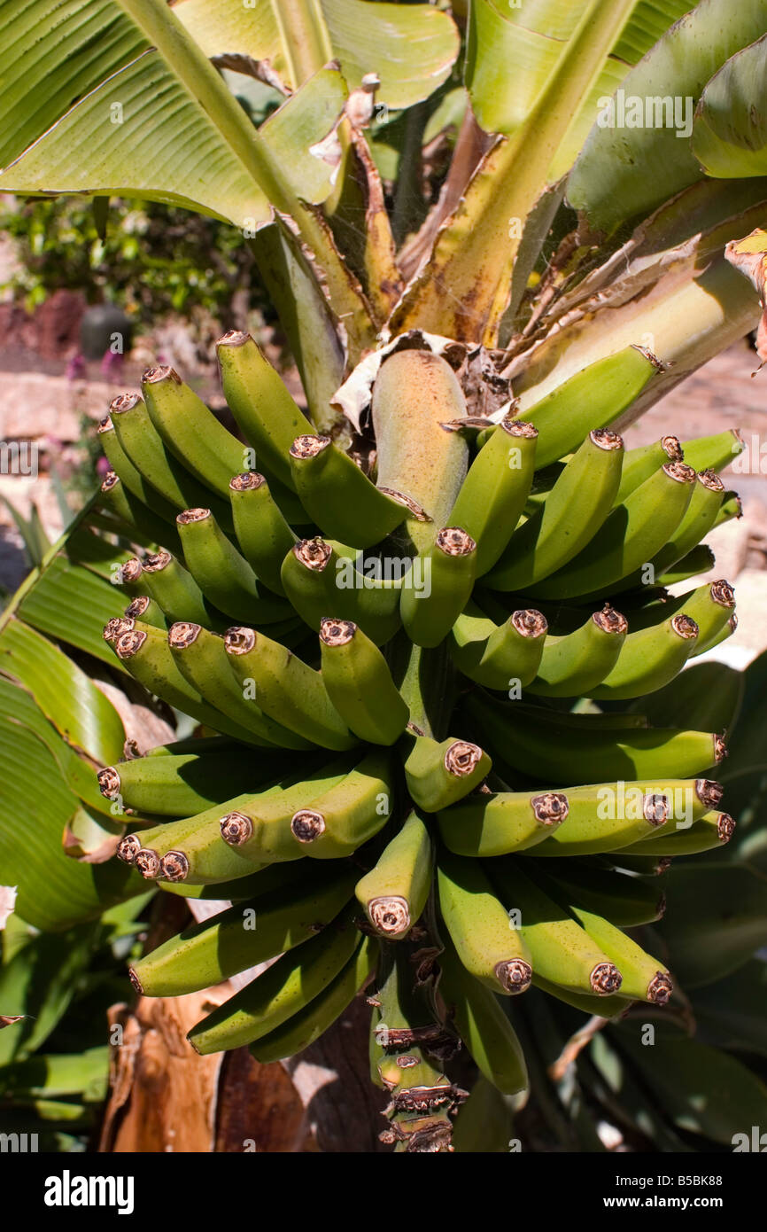 Unripe bananas, Tenerife, Canary Islands, Spain, Europe Stock Photo