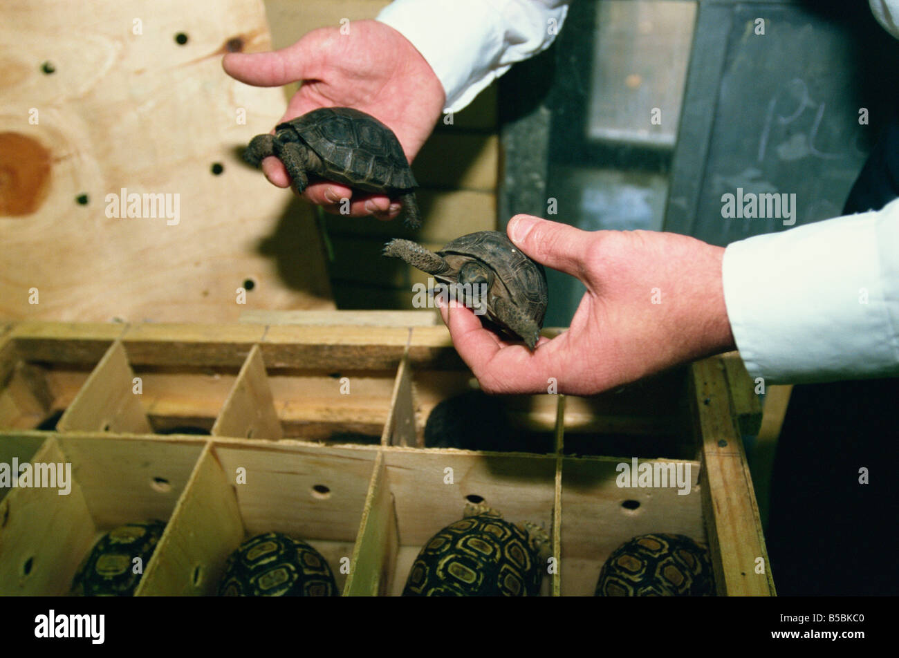 Inspector Tim Luffman inspects shipment of reptiles en route Tanzania to Japan, Customs, England Stock Photo