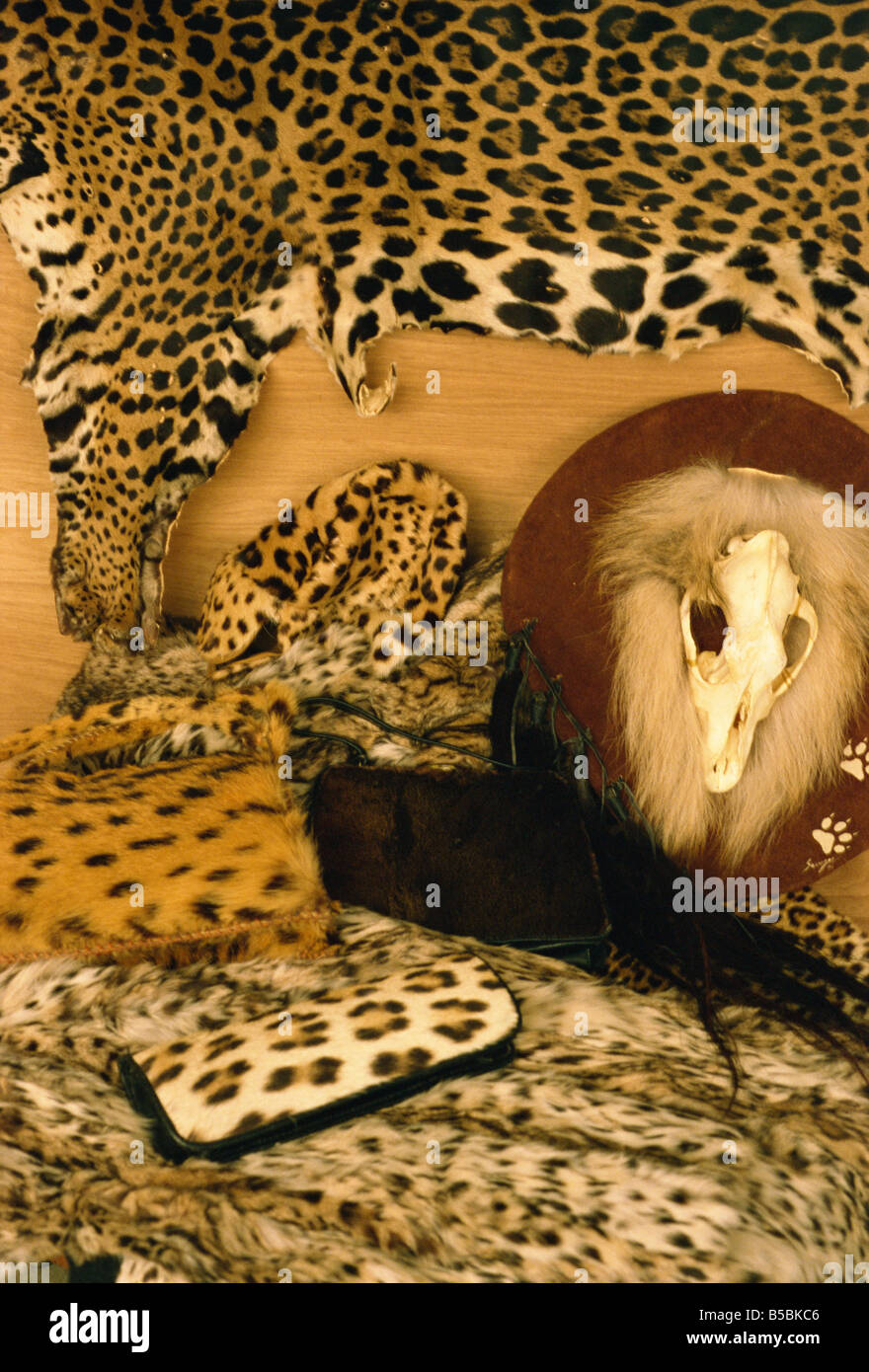 Confiscated items, including jaguar skin, leopard hat and sealskin bags, Customs Warehouse, Heathrow Airport, England Stock Photo