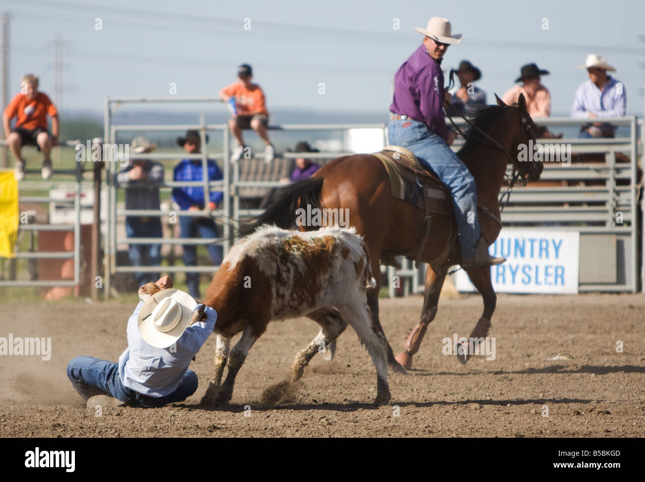 A cowboy wrestling down a calf during the steer wrestling or