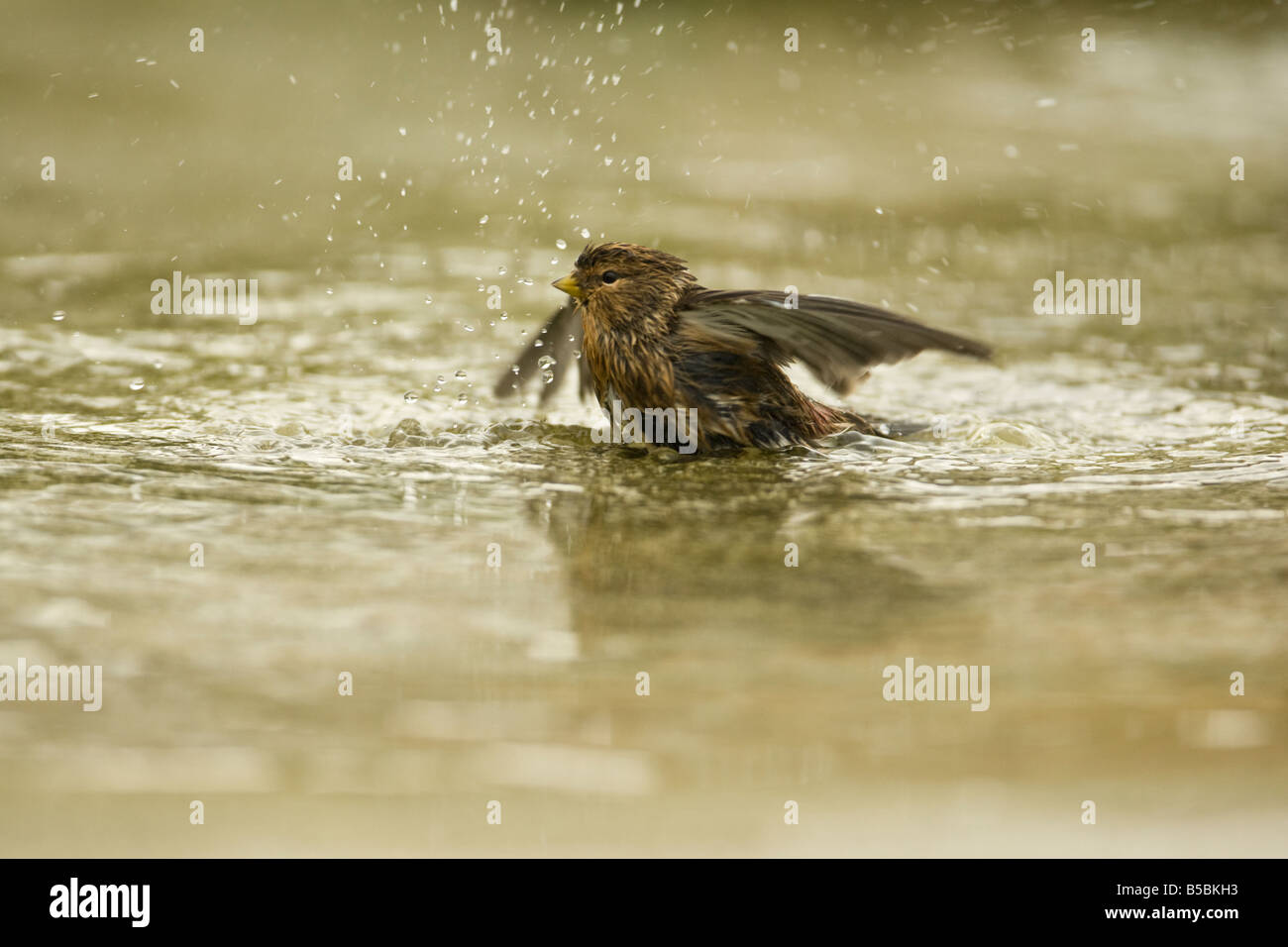 Twite (Carduelis flavirostris) bathing in puddle, Shetland, Scotland Stock Photo