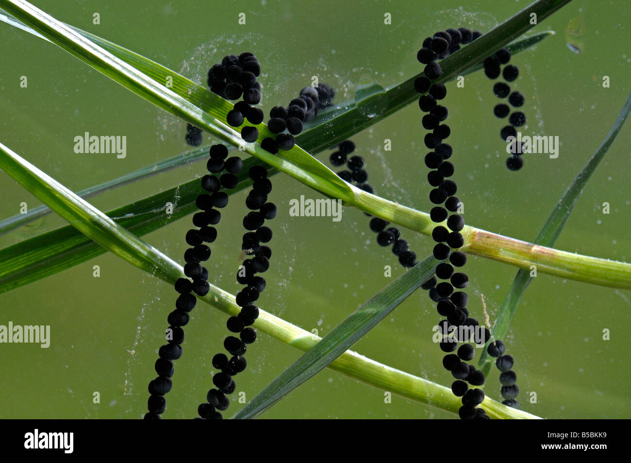 European Toad Common Toad (Bufo bufo) egg strings on grass Stock Photo