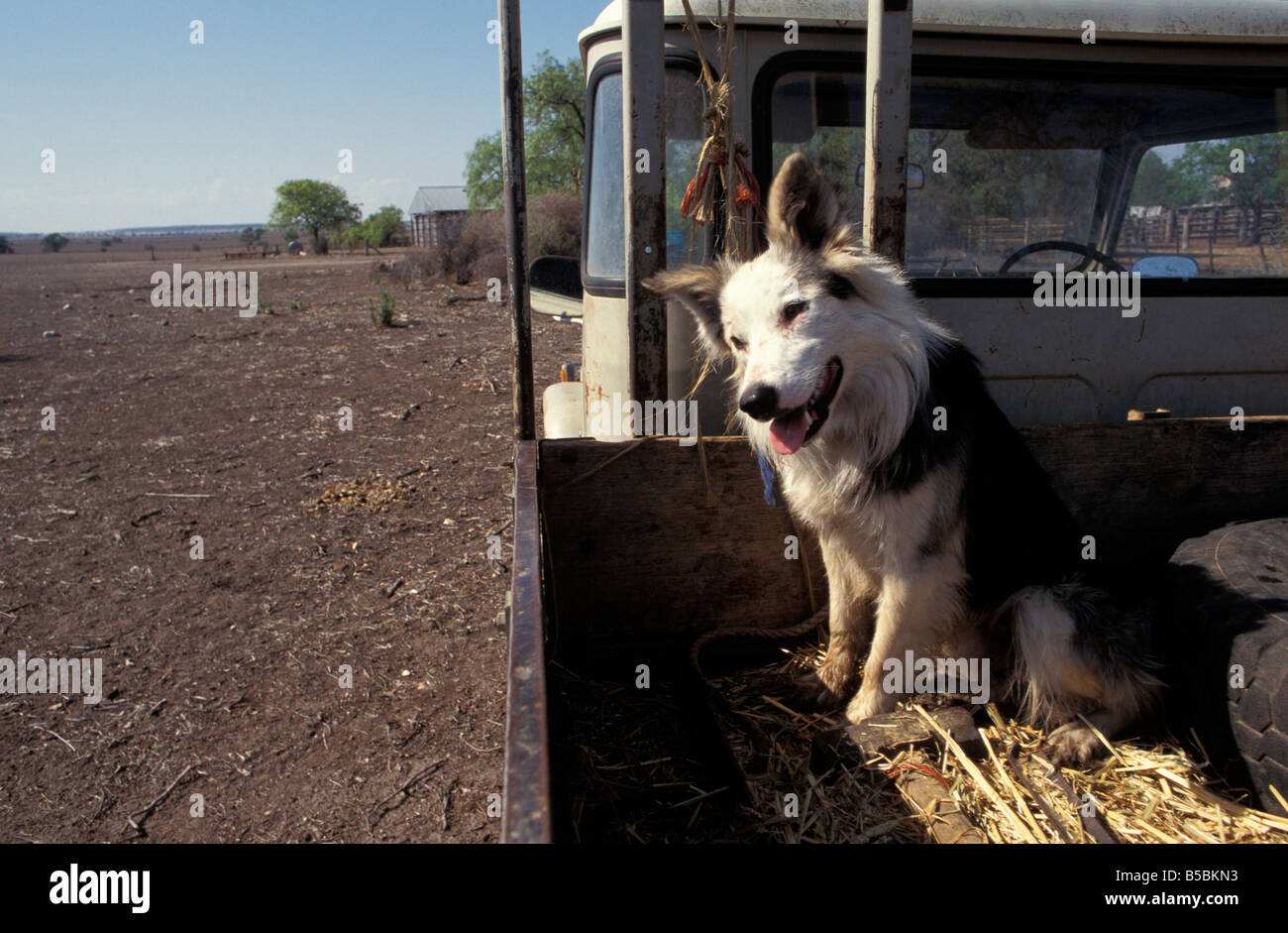 Cattle Dog in the back of a farm truck Cooyong Narrabri New South Stock  Photo - Alamy