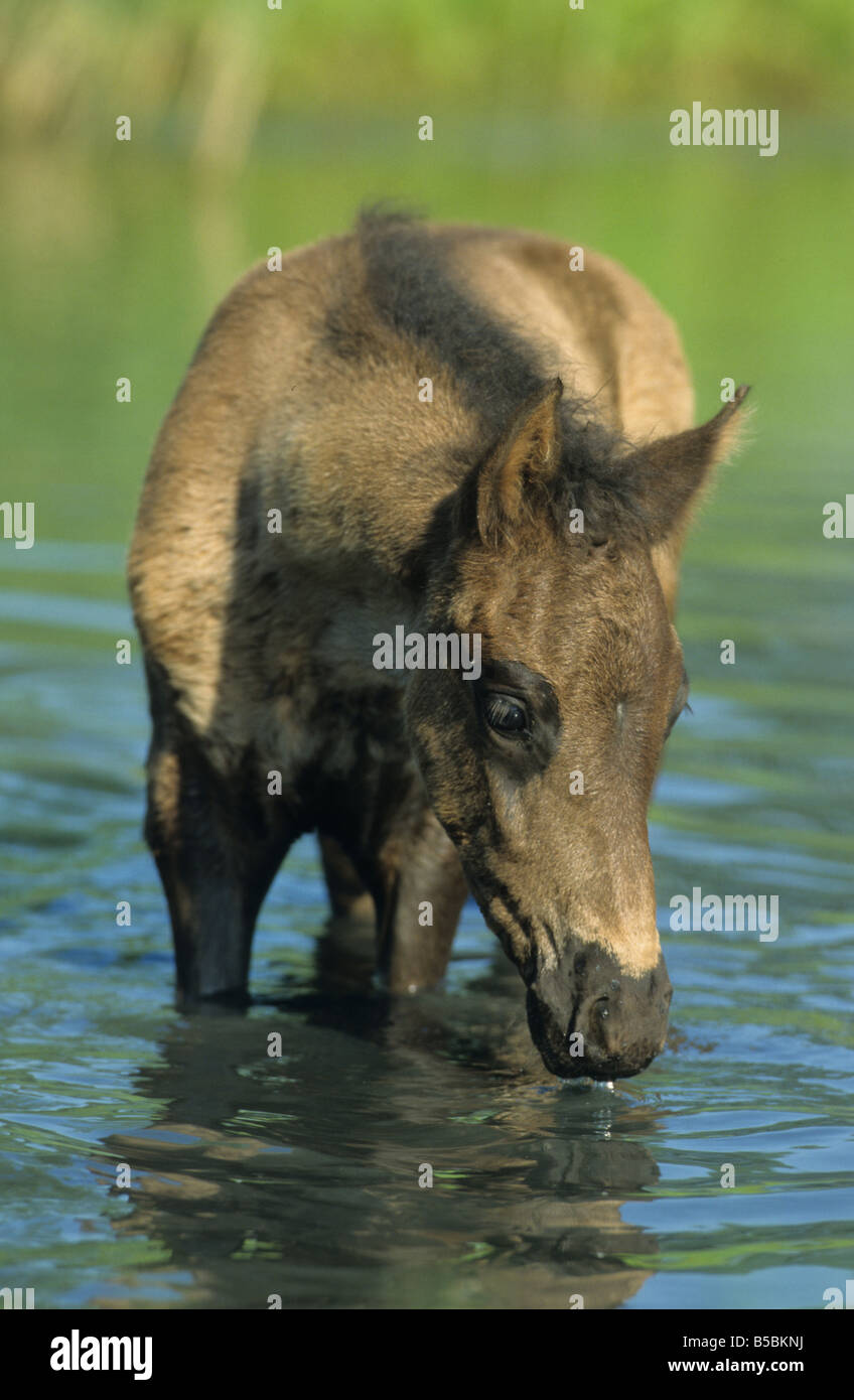 Paso Fino (Equus caballus), foal standing in water while drinking Stock Photo