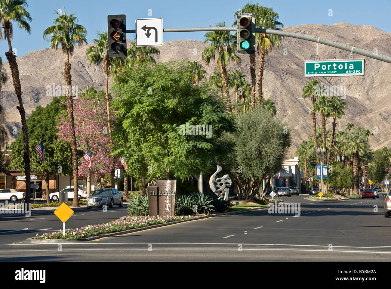 Palm Trees California palm tree s CA Fan Palm, native California palm