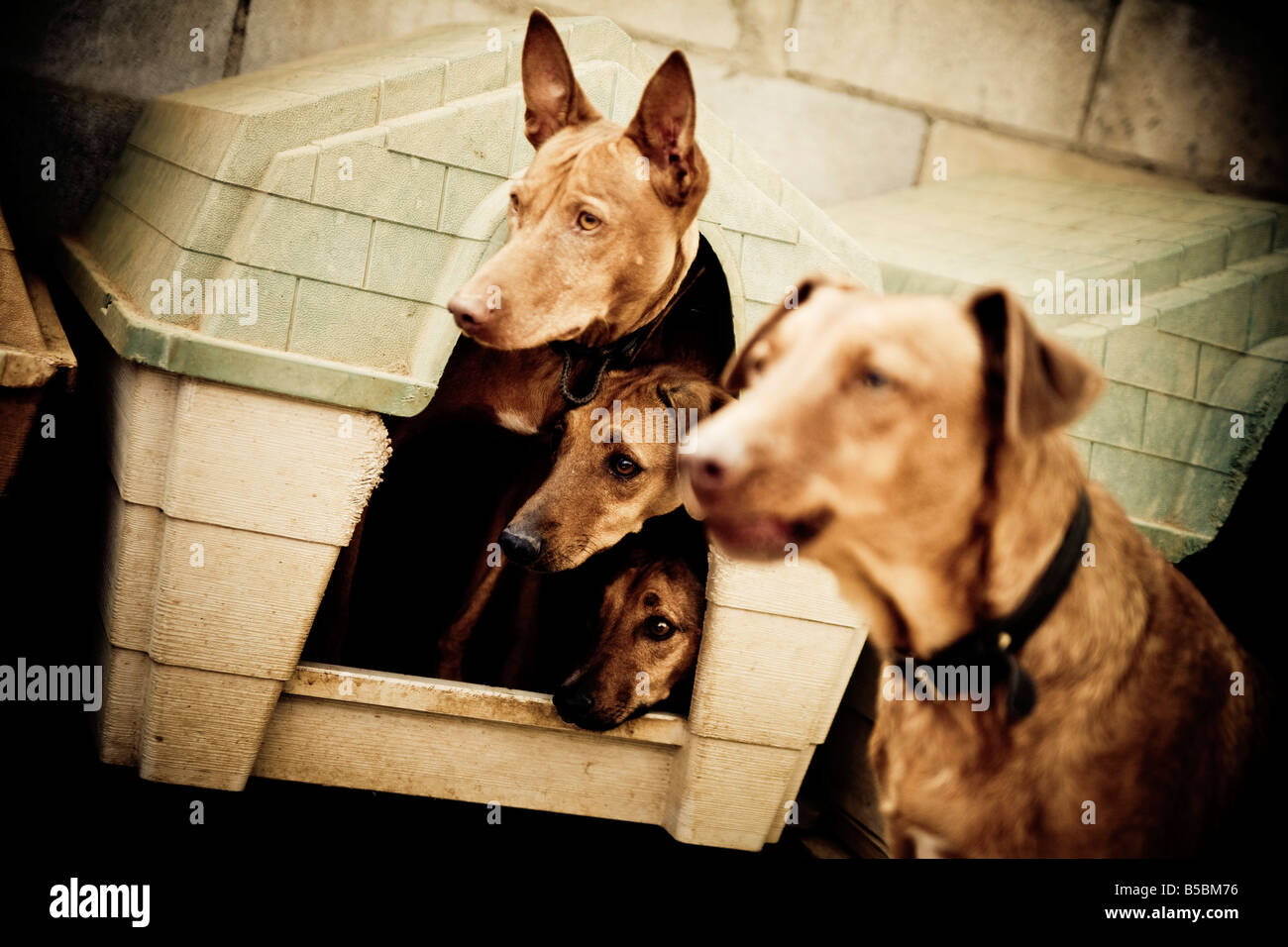 Four dogs from a rescue center, three of them are together in a small house and are looking out. Stock Photo