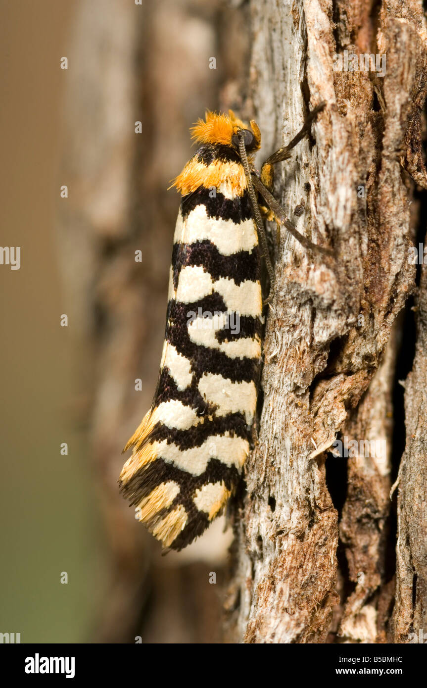 Australian moth Moerarchis australasiella. Its larvae bore into the trunks of dead grasstrees. Stock Photo