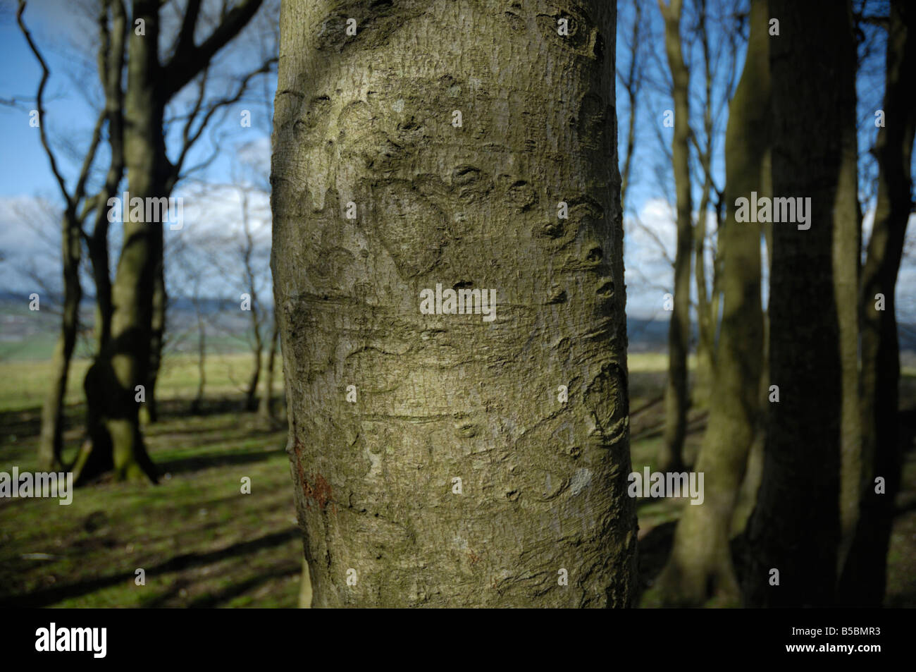 Trunk of beech tree with old scarring on bark Stock Photo