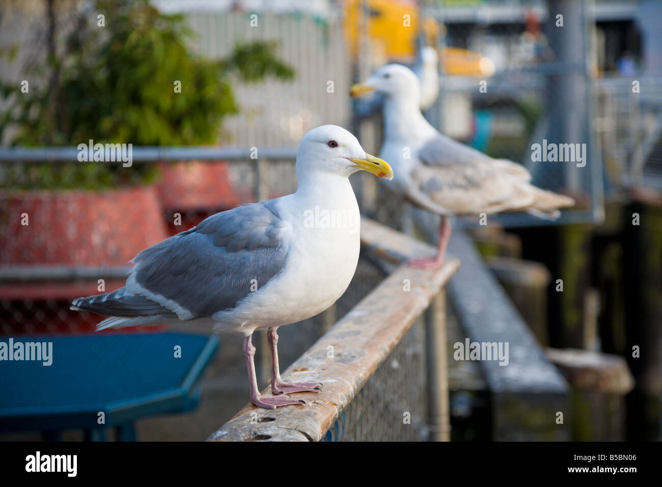 Seagull perched on railing at alfresco seafood restaurant in the Waterfront district of Seattle, Washington, USA Stock Photo