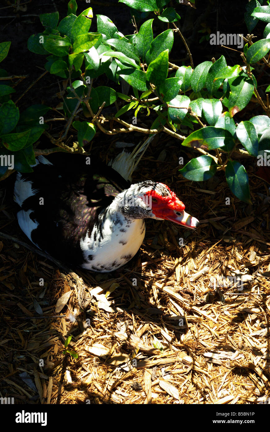 Ghetto duck hi-res stock photography and images - Alamy